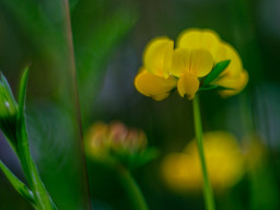 Pentacon MC 1,8/50mm