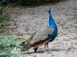 Vogelpark Olching