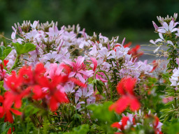 Berolina Auto 2,8/100mm