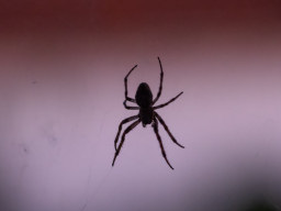 Berolina Auto 2,8/100mm