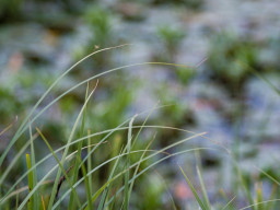 Fujinon-T EBC 2,8/100mm