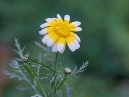 Fujinon-T EBC 2,8/100mm