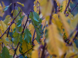 Fujinon-T EBC 2,8/100mm