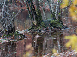 Fujinon-T EBC 2,8/100mm