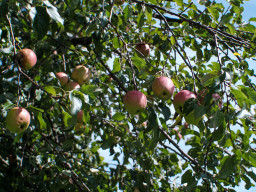 Fujinon EBC 3,5/28mm