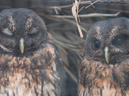 MOG Orestegor 4/200mm