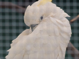 MOG Orestegor 4/200mm