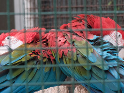 MOG Orestegor 4/200mm