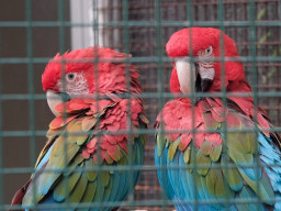 MOG Orestegor 4/200mm