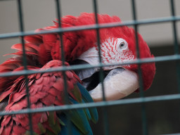 MOG Orestegor 4/200mm