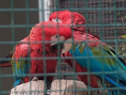 MOG Orestegor 4/200mm