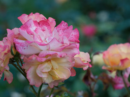 Minolta MC Macro 3,5/100mm