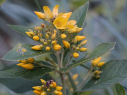 Minolta MC Macro 3,5/100mm