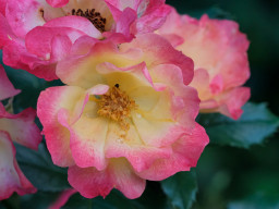 Minolta MC Macro 3,5/100mm