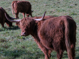 Minolta MC Macro 3,5/100mm