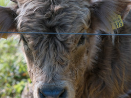 Minolta MC Macro 3,5/100mm