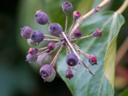 Minolta MC Macro 3,5/100mm