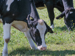 Minolta MC 3,5/200mm