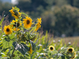 Minolta MC 3,5/200mm