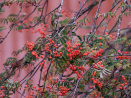 Minolta MC 3,5/200mm