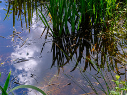 Minolta MD 3,5/50mm Macro