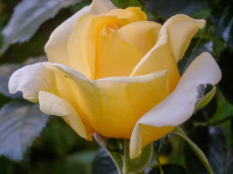 Minolta MD 3,5/50mm Macro