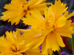 Minolta MD 3,5/50mm Macro