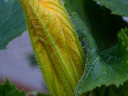 Minolta MD 3,5/50mm Macro