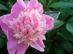 Minolta MD 3,5/50mm Macro