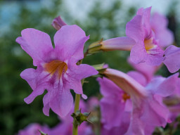 Minolta MD 3,5/50mm Macro