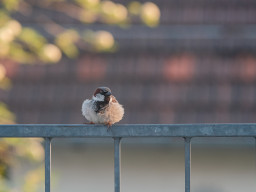 A. Schacht Ulm Travenar 3,5/135mm