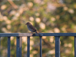 A. Schacht Ulm Travenar 3,5/135mm