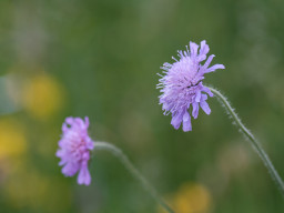 A. Schacht Ulm Travenar 3,5/135mm