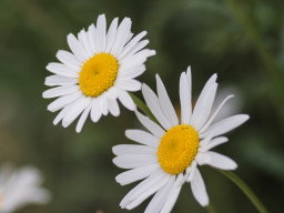 A. Schacht Ulm Travenar 3,5/135mm