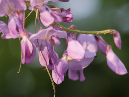 A. Schacht Ulm Travenar 3,5/135mm