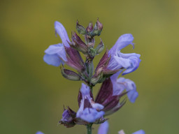 A. Schacht Ulm Travenar 3,5/135mm