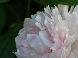 A. Schacht Ulm Travenar 3,5/135mm