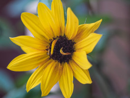 A. Schacht Ulm Travenar 3,5/135mm