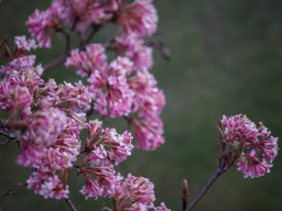 Tokina RMC 8/500mm (mirror)