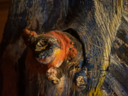 Tokina RMC 8/500mm (mirror)