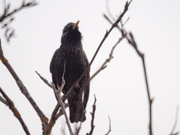 Tokina RMC 8/500mm (mirror)