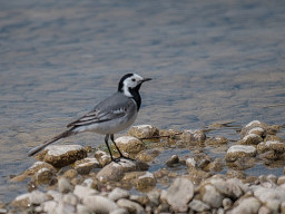 Tokina RMC 8/500mm (mirror)