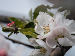 Tokina RMC 8/500mm (mirror)