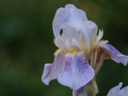 Color-Dynarex 4/135mm