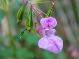 Steinberg (Gilching)