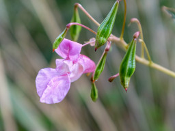 Steinberg (Gilching)