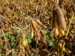 Steinberg (Gilching)