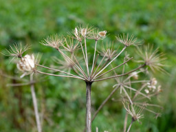 Steinberg (Gilching)