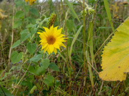 Steinberg (Gilching)