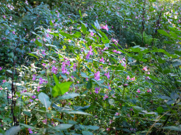 Steinberg (Gilching)